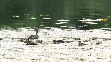 可爱的鸭子和一群小鸭子在池塘里游泳